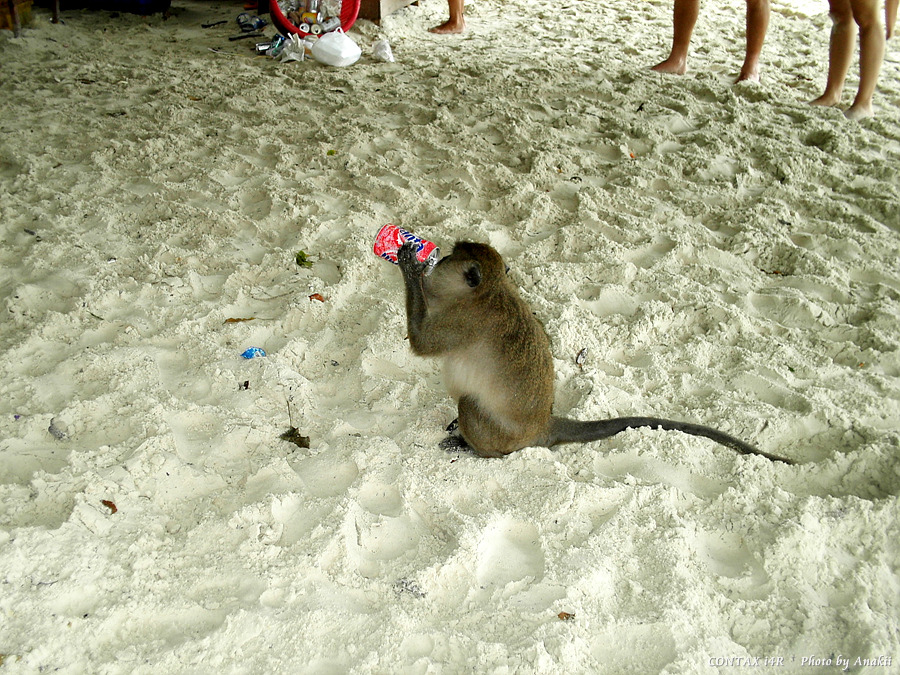 06.01.03.Monkeybeach3.jpg