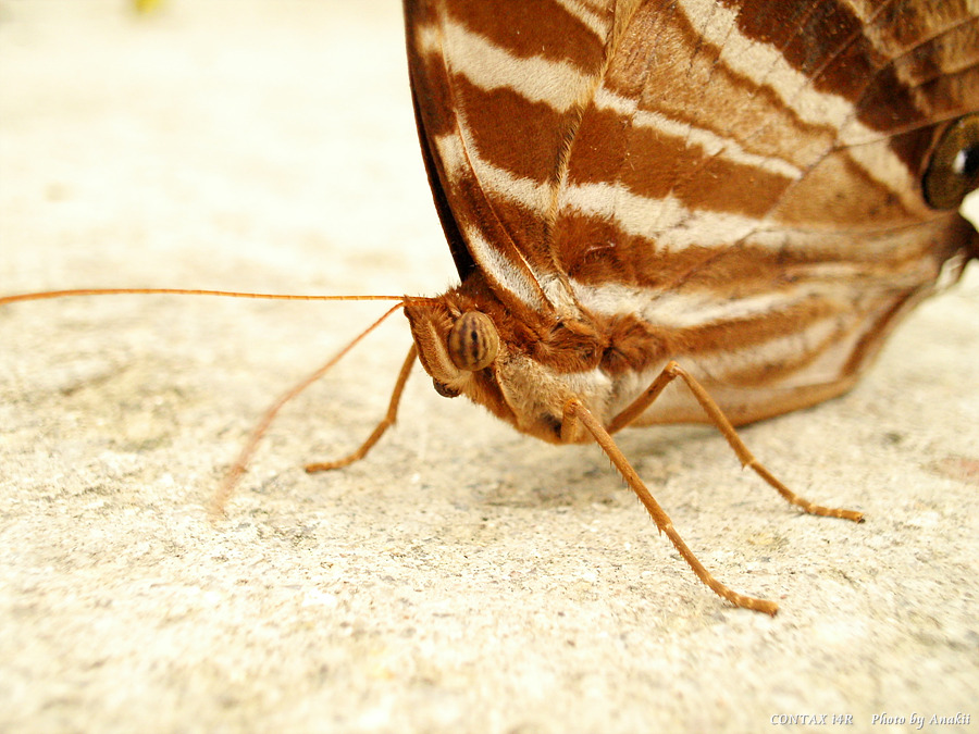 06.01.11.ButterflyGarden9.jpg