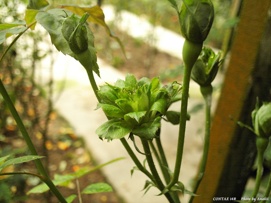 06.01.11.RoseGarden_BlueRose.jpg