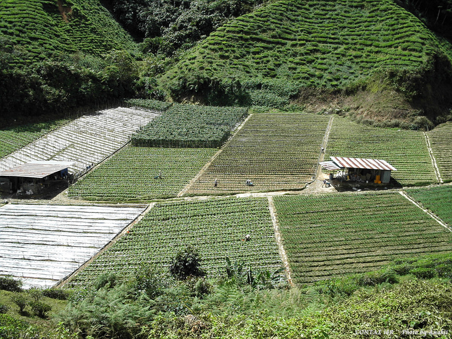 06.01.12.Trekking.VegFarm.jpg