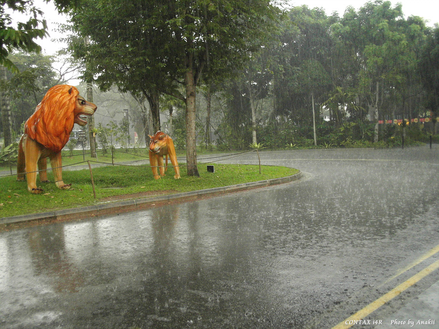 06.01.18.Singapore.Zoo.Squall3.jpg