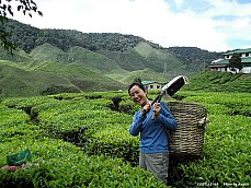 06.01.12.Trekking.TeaTree3.jpg