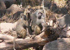 0814_Manyara-1.jpg