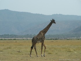 0814_Manyara-10.jpg