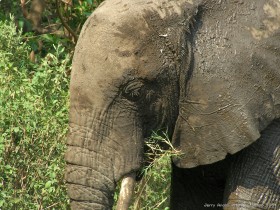 0814_Manyara-12.jpg