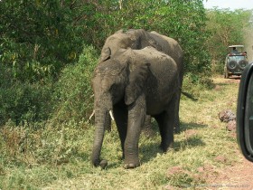 0814_Manyara-13.jpg