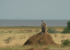 0814_Manyara-17.jpg