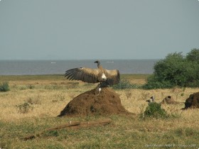 0814_Manyara-18.jpg