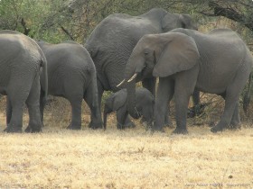 0814_Manyara-21.jpg