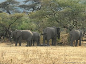 0814_Manyara-22.jpg