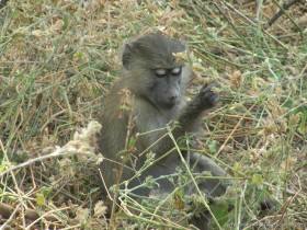 0814_Manyara-4.jpg