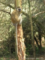 0814_Manyara-6.jpg