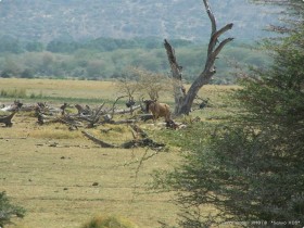 0814_Manyara-8.jpg