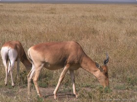 0815_Serengeti-1.jpg