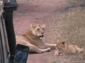 0816_Serengeti-23.jpg