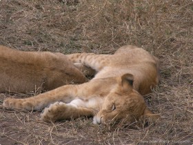 0816_Serengeti-36.jpg