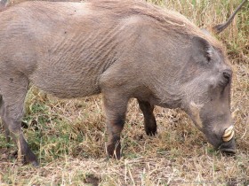 0817_Ngorongoro-15.jpg