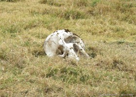 0817_Ngorongoro-20.jpg