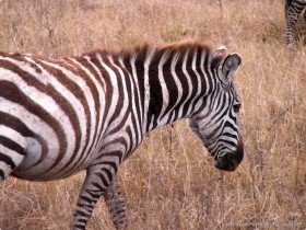 0817_Ngorongoro-5.jpg