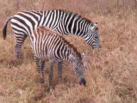 0817_Ngorongoro-7.jpg