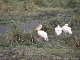 0817_Ngorongoro-9.jpg