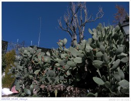 080118_13.GR_Albicyn